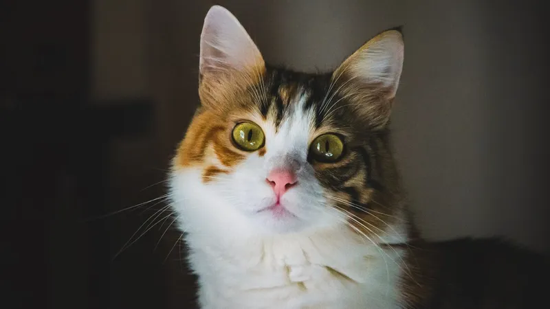 кошка