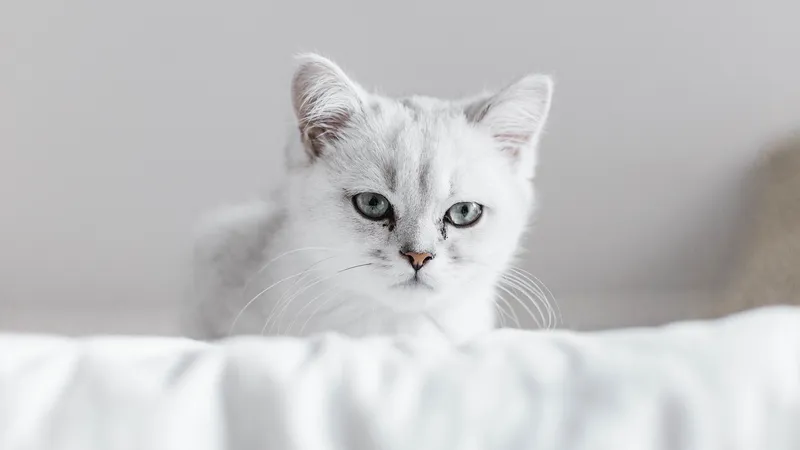 Кошки, домашние животные, здоровье, ветеринар, советы 