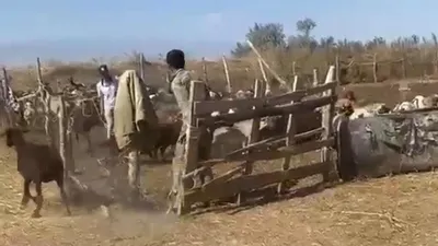 Скот, пастух 