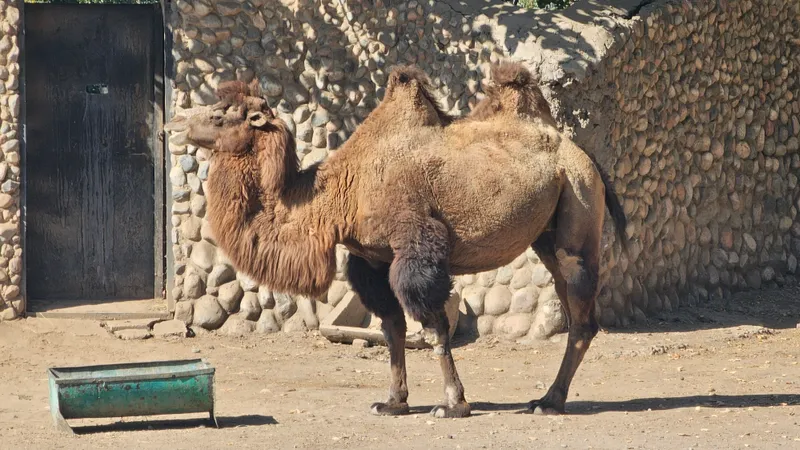 верблюд принимает солнечные ванны, фото - Новости Zakon.kz от 01.10.2026 14:41