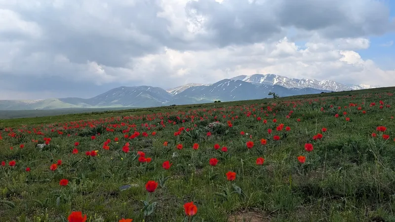 Шымкент, туризм, юг, Казахстан, цены, отдых, фото - Новости Zakon.kz от 12.10.2026 12:57
