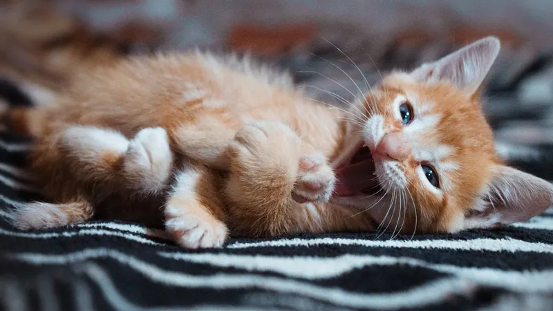 рыжий котенок