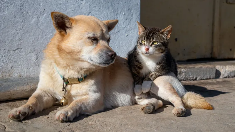 Животные, кот, собака